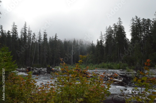Mist falling on Olympic National Park