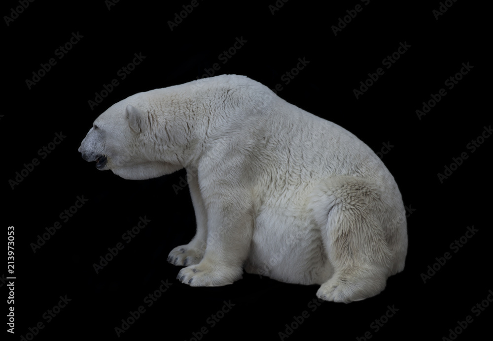 Fototapeta premium White Polar Bear