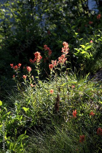 Alpine Wildflowers, Indian Paintbrush