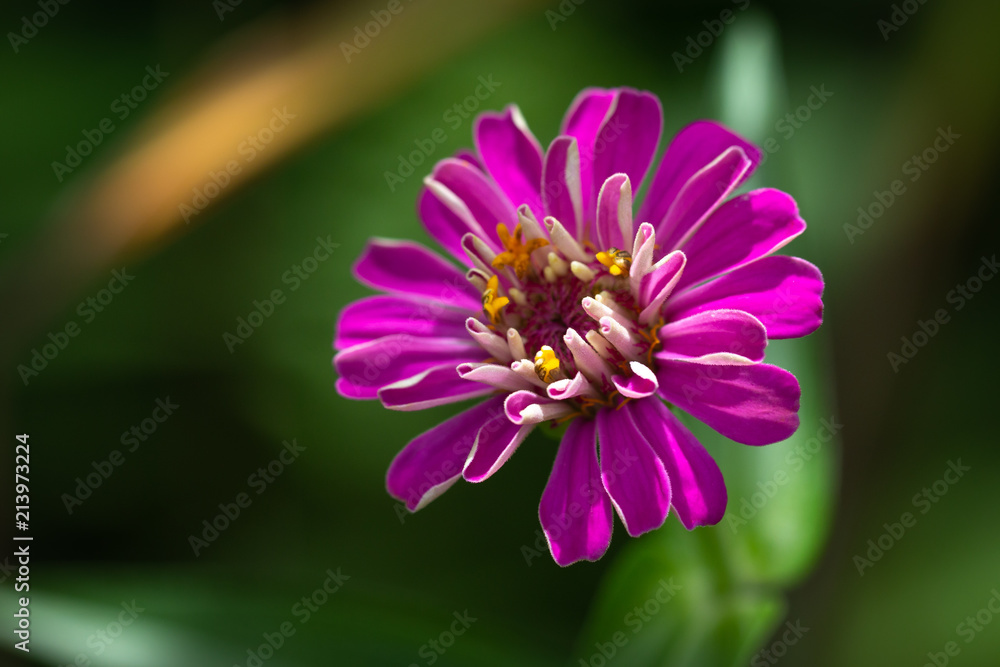 Obraz premium Flower