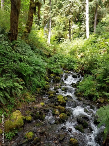 Rocky Creek Flowing through Olympic National Park in Washington