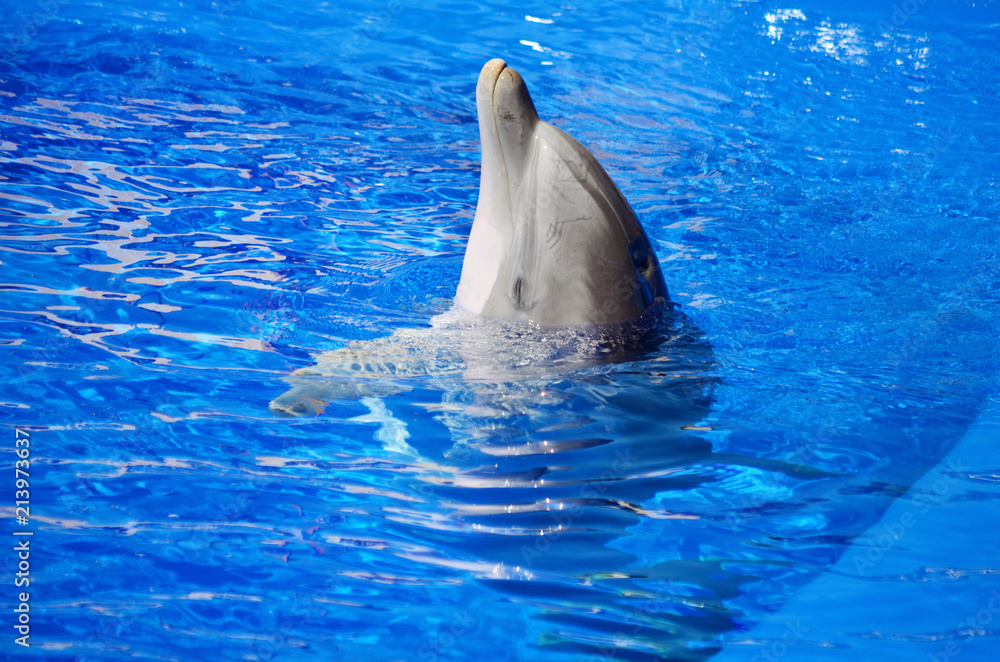 Naklejka premium Delfin w basenie