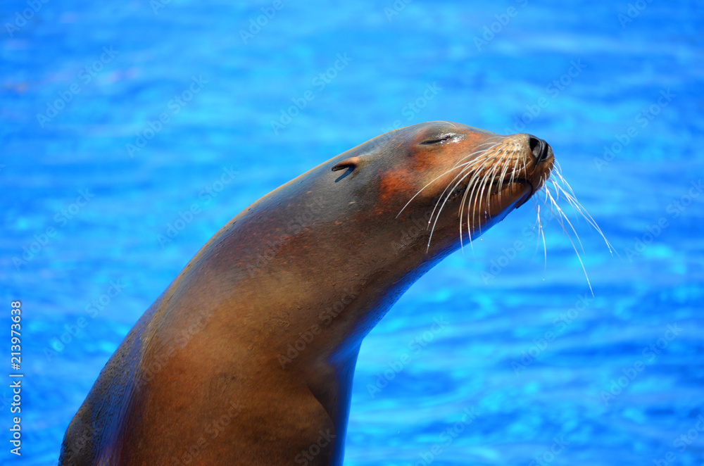 Naklejka premium Portret morskiej foki na tle basenu z wodą