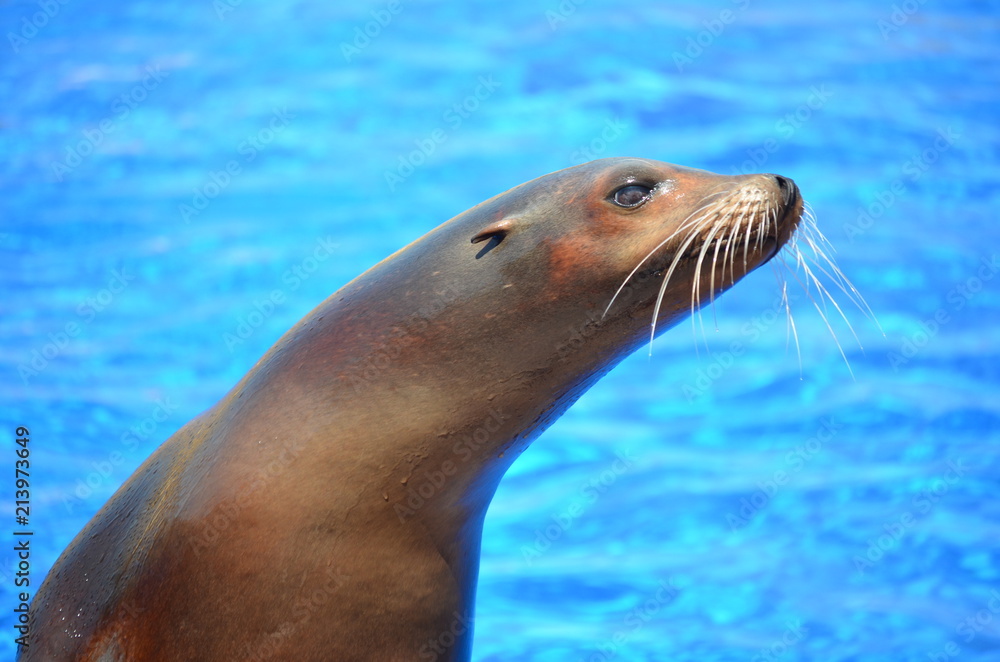 Obraz premium Portret morskiej foki na tle basenu z wodą