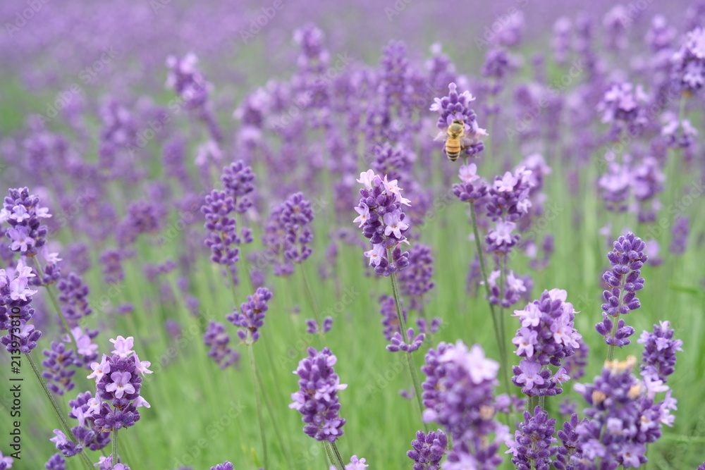 Close up of fresh lavender flowers with bees in Furano, Hokkaido, Japan