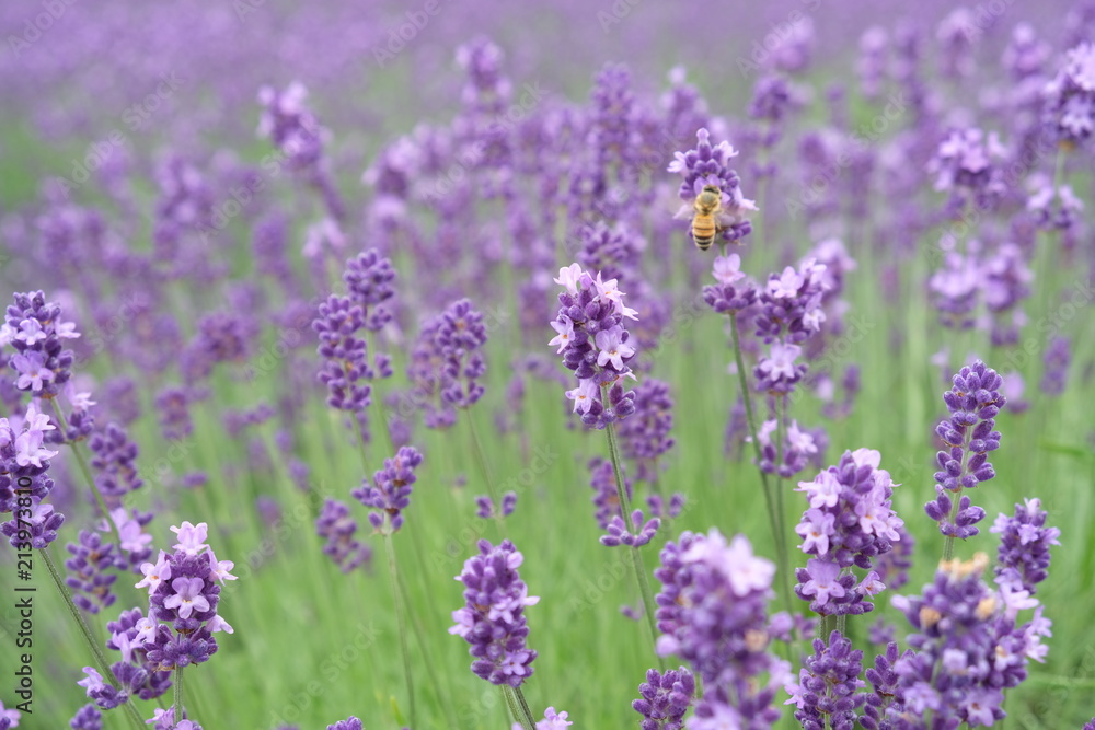 Close up of fresh lavender flowers with bees in Furano, Hokkaido, Japan Close up of fresh lavender flowers with bees in Furano, Hokkaido, Japan