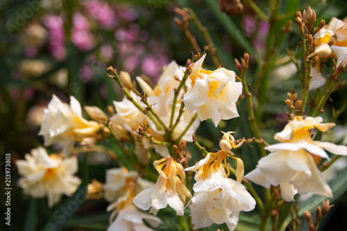 Yellow White Flowers