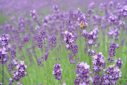 Fototapeta Naklejka Na Ścianę i Meble -  Close up of fresh lavender flowers with bees in Furano, Hokkaido, Japan