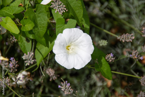Big white flower