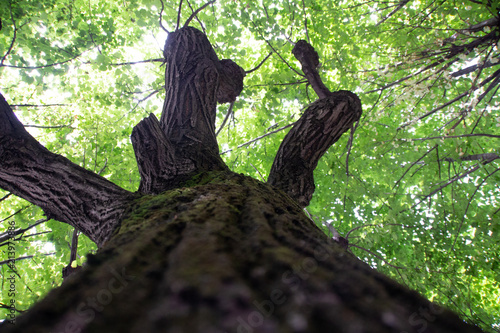 Big old tree