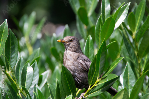 Bird watching