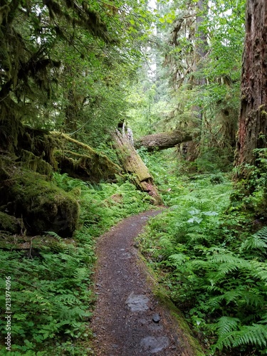 Wander through the Olympic National Park