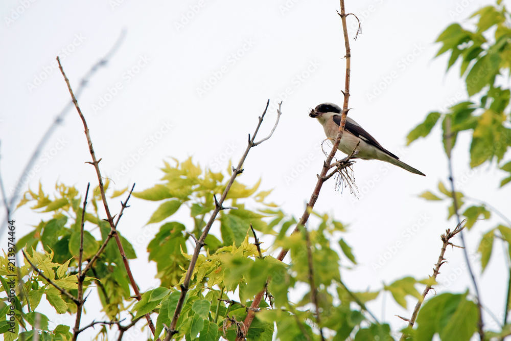 Lesser grey shrike or Lanius minor rests on branch Lesser grey shrike or Lanius minor rests on branch