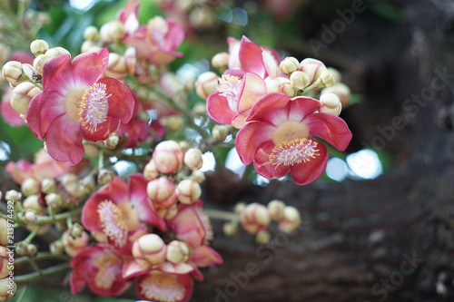 Принти на полотні flowers of cannonball tree