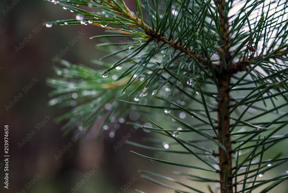 Obraz premium Dew on pine branches. Closeup of drops on needles.