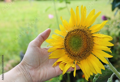 Hand berührt Sonnenblume