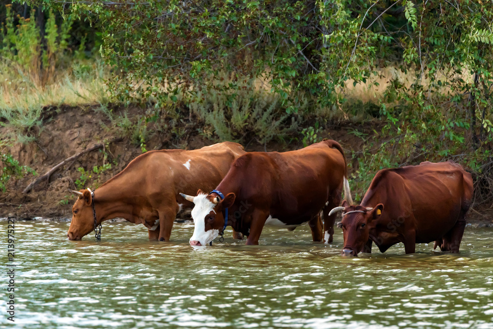 Obraz premium Cows drink water from river