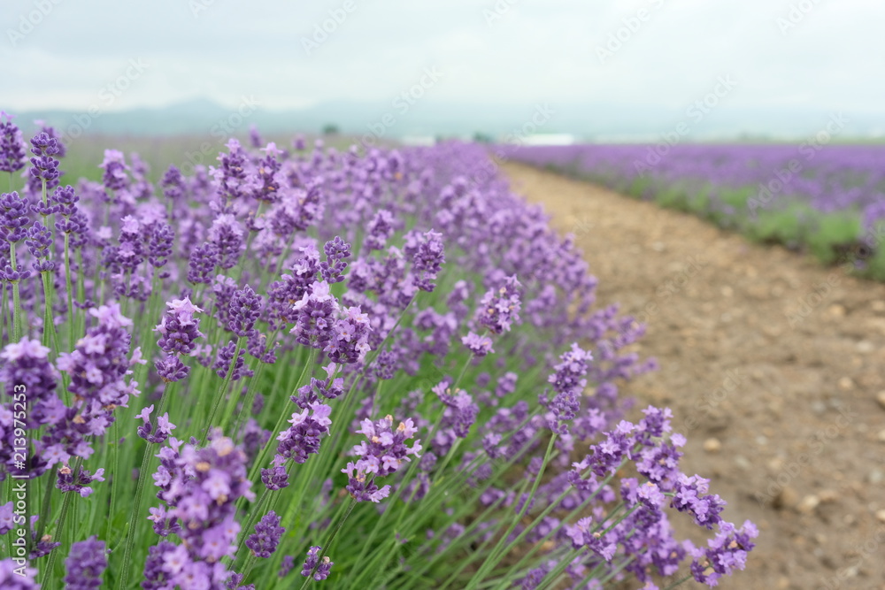 Close up of fresh lavender flowers in Furano, Hokkaido, Japan
