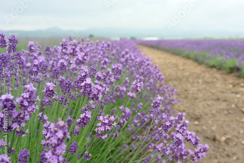 Close up of fresh lavender flowers in Furano  Hokkaido  Japan