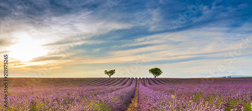 Fototapeta Naklejka Na Ścianę i Meble -  Champ de lavande à Valensole en Provence, France