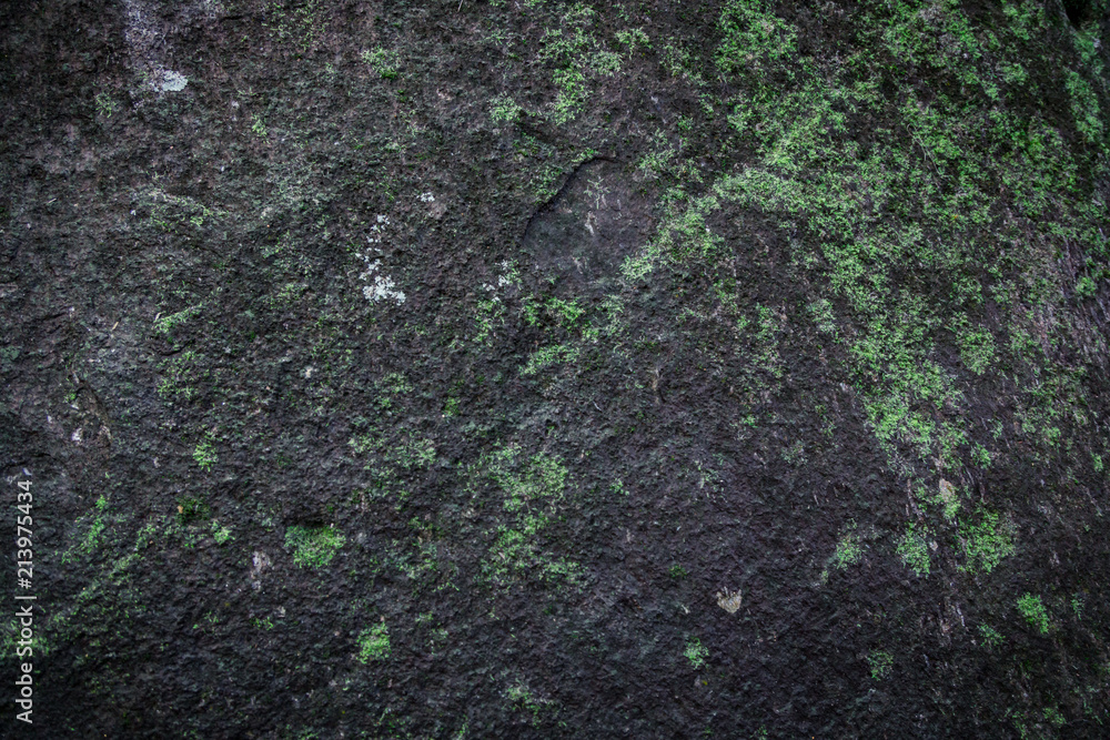 background of some moss grow up on the rock in jungle