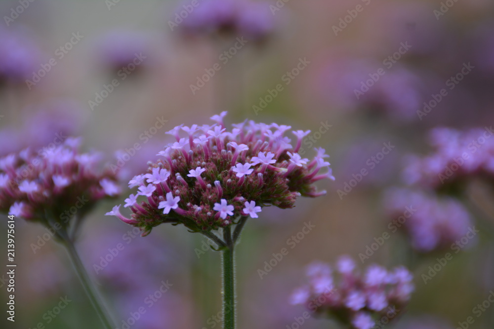 Lila Blume Lila Blume