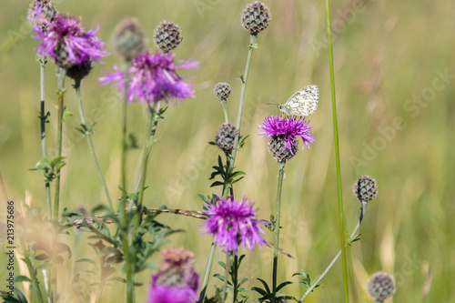 Marbled White Butterfly Nestles on a Purple Flower