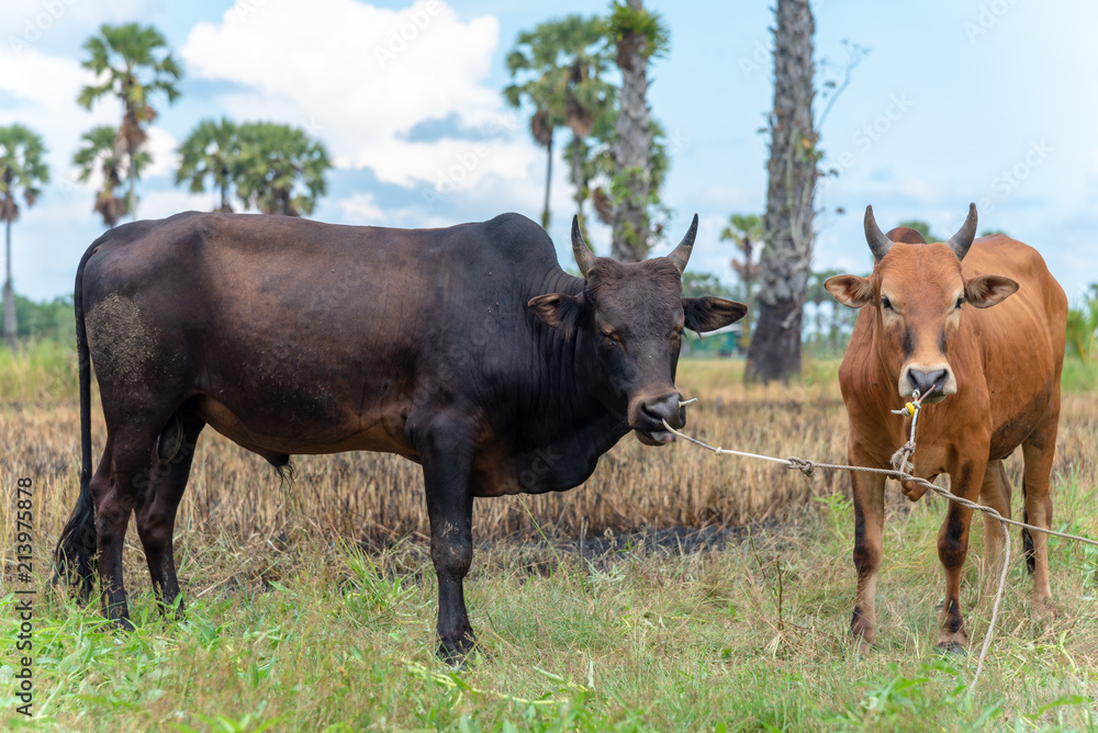 couple ox on green pasture - bull - livestock - cattle raising surrounded with sugar palm tree couple ox on green pasture - bull - livestock - cattle raising surrounded with sugar palm tree