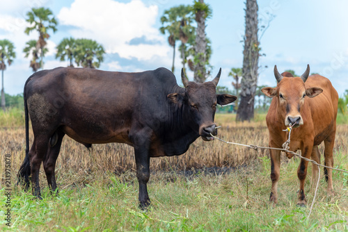 couple ox on green pasture - bull - livestock - cattle raising surrounded with sugar palm tree