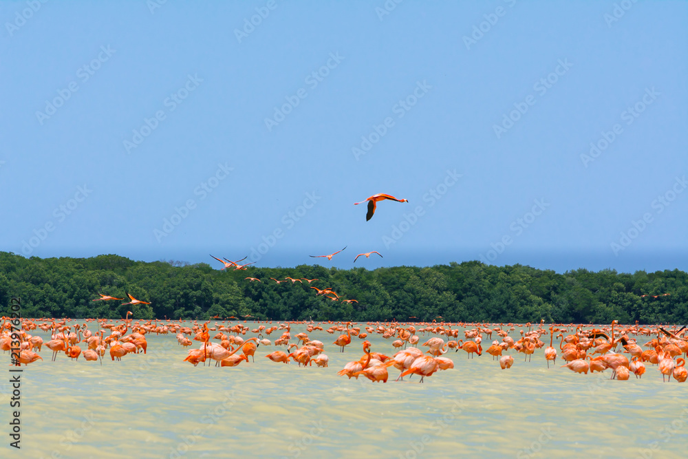 Naklejka premium Un flamenco sobre vuela la Ría Celestún, Yucatán. 