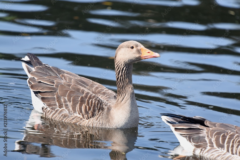 Fototapeta premium Greylog Goose swimming in the lake