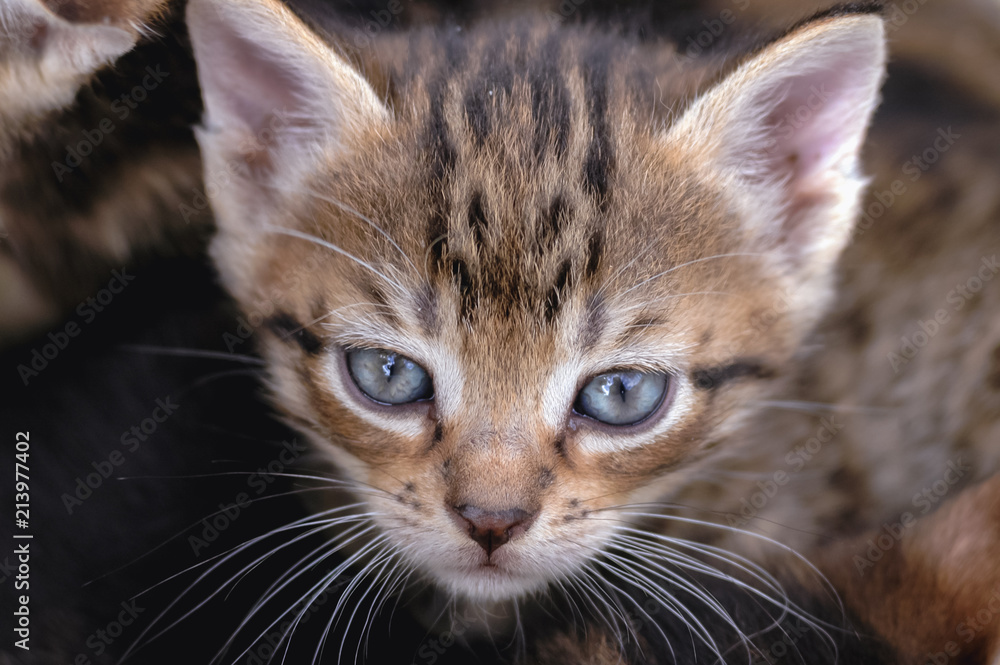 Close up on a young brown cat with blue eyes