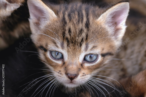 Close up on a young brown cat with blue eyes