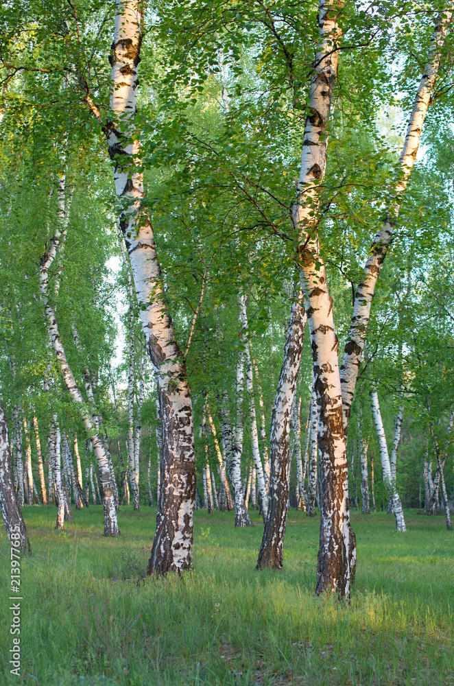 Fototapeta premium Birch grove in spring, green foliage, vertical composition
