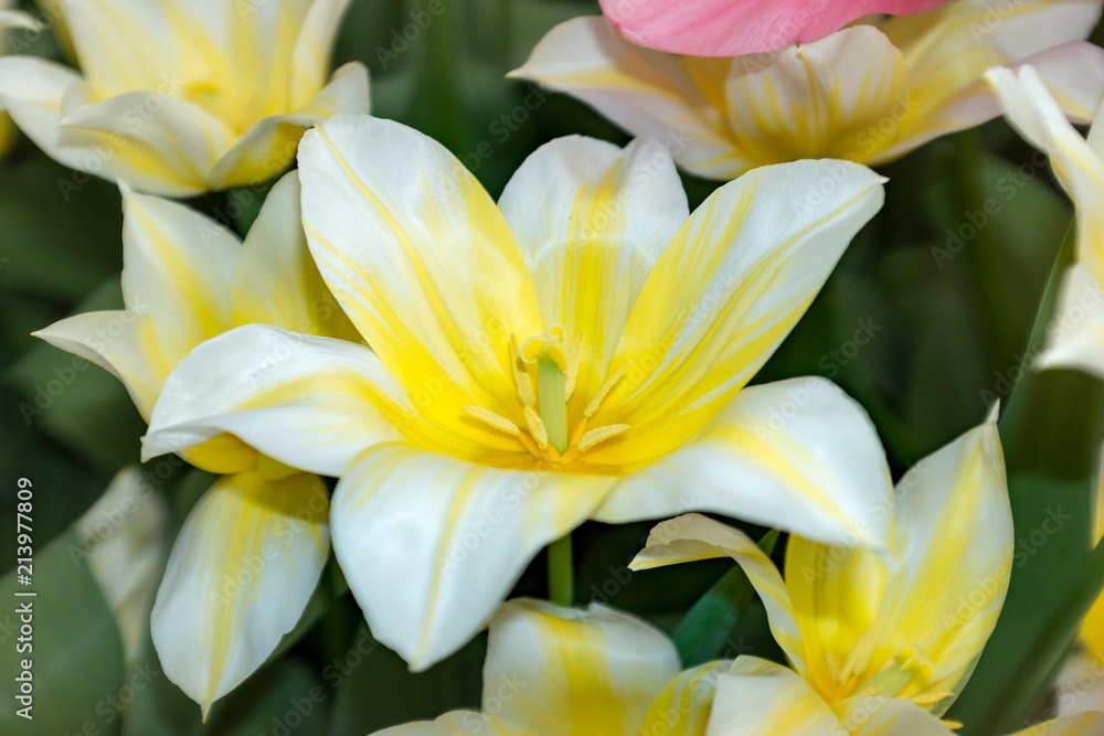 Fresh spring flowers Beautiful tulips.Colorful. Selective focus used with blurred background