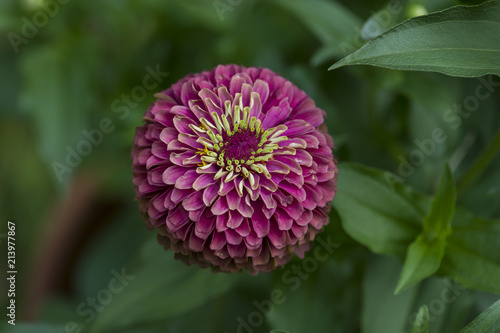 Zinnia