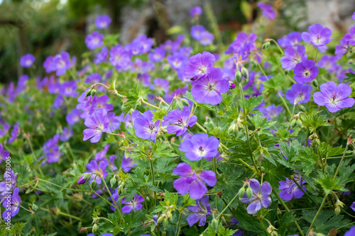Violet Flower Patch