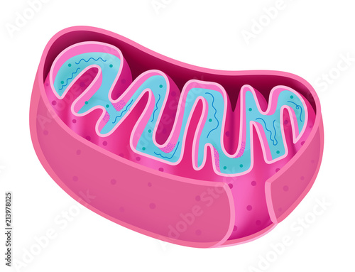 Картината върху платно Structure of Mitochondria