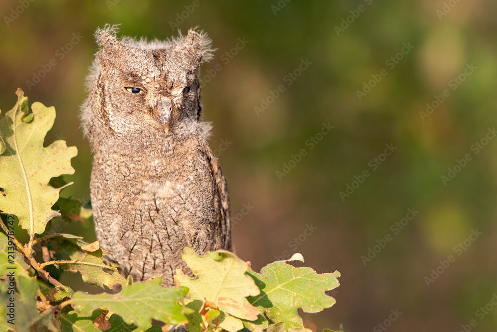 Young European scops owl (Otus scops) sitting on a branch Young European scops owl (Otus scops) sitting on a branch
