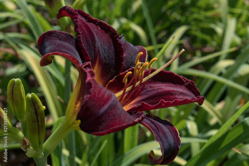 Obraz premium Midnight Magic, deep red daylily, close-up
