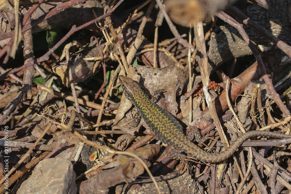 Mauereidechse, Podarcis muralis Mauereidechse, Podarcis muralis