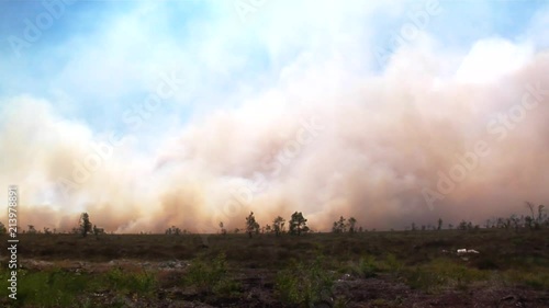 Forest in fire, burning trees, bushs, burning dry grass  in the peatbog. Heavy smoke against sky.