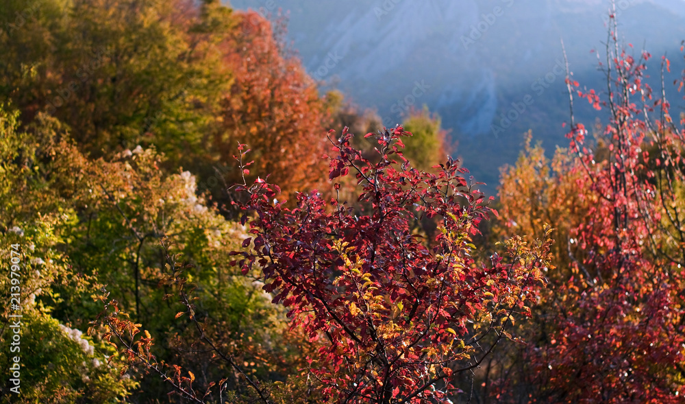 Autumn trees with red and yellow leaves against the background of mountains. Selective focus.