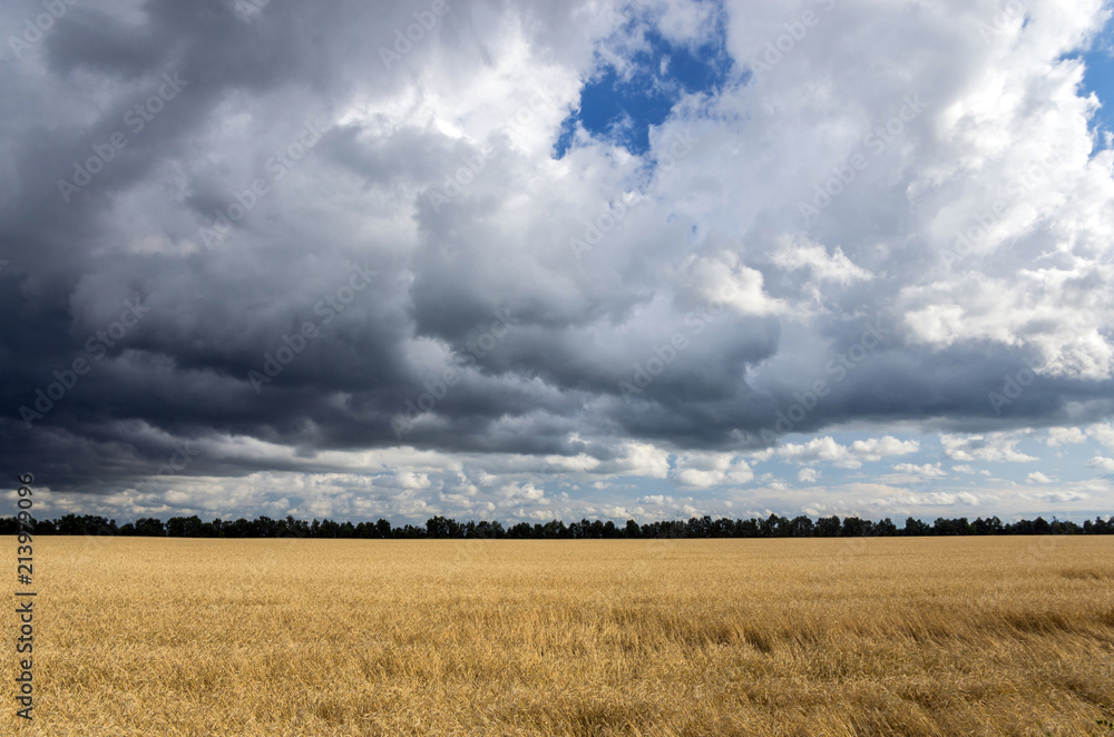 The sky with storm clouds over the wheatfield. Summer rural landscape. The sky with storm clouds over the wheatfield. Summer rural landscape.