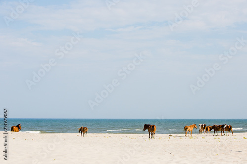 Wild horses on beach Assateague Island National Seashore