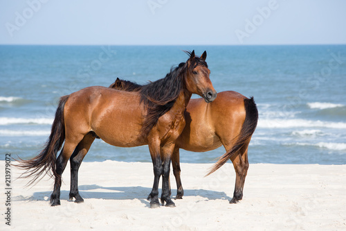 two wild chestnut horses on beach Assateague Island National Seashore © Kathleen