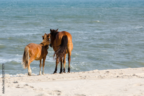 foal and horse on beach Assateague Island National Seashore