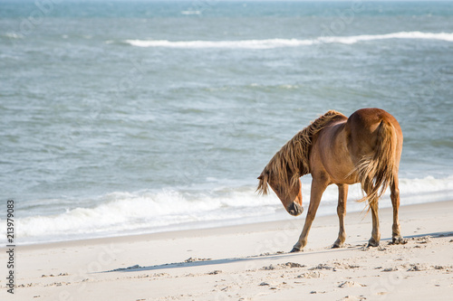 Foal wild horse on beach at Assateague Island National Seashore