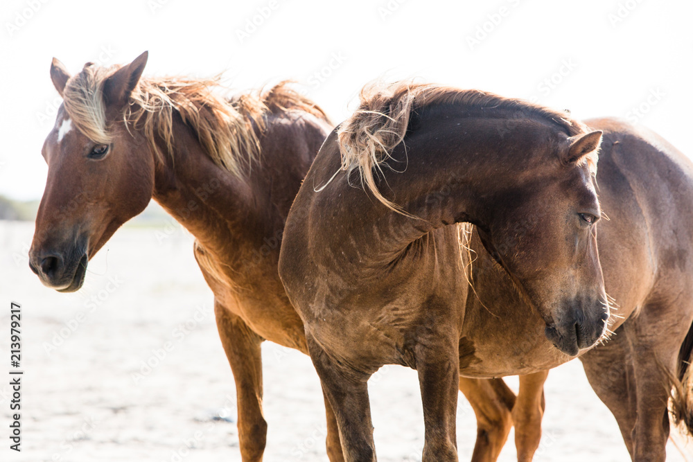Two wild horses on beach Assateague Island National Seashore Two wild horses on beach Assateague Island National Seashore