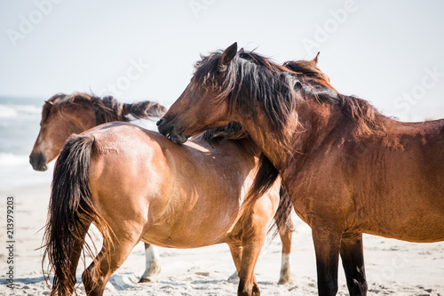 Three wild horses on beach Assateague Island National Seashore